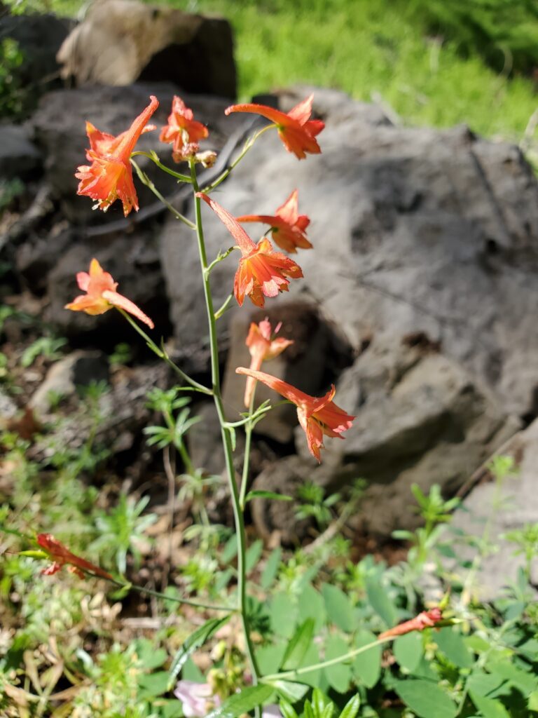 Delphinium nudicaule - red larkspur