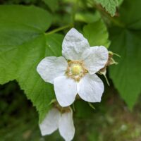 Rubus parviflorus - thimbleberry