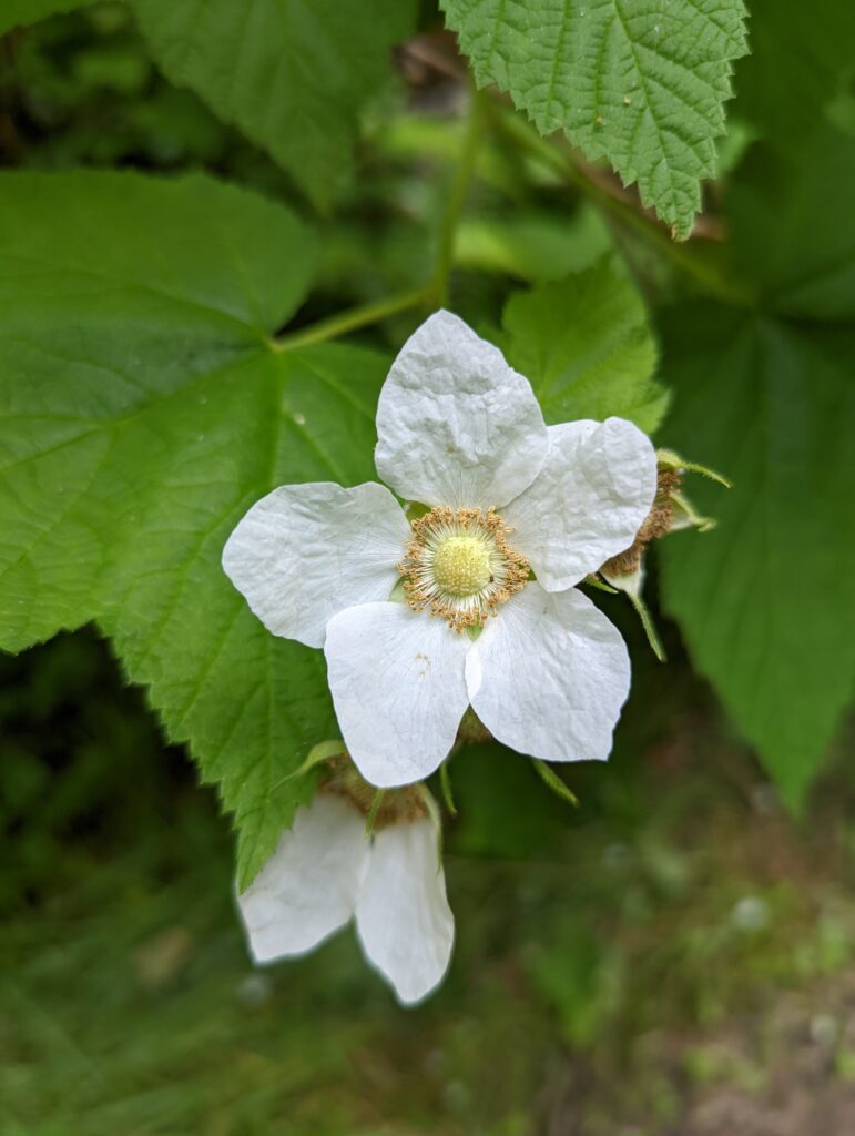 Rubus parviflorus - thimbleberry