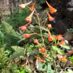 Delphinium nudicaule - red larkspur