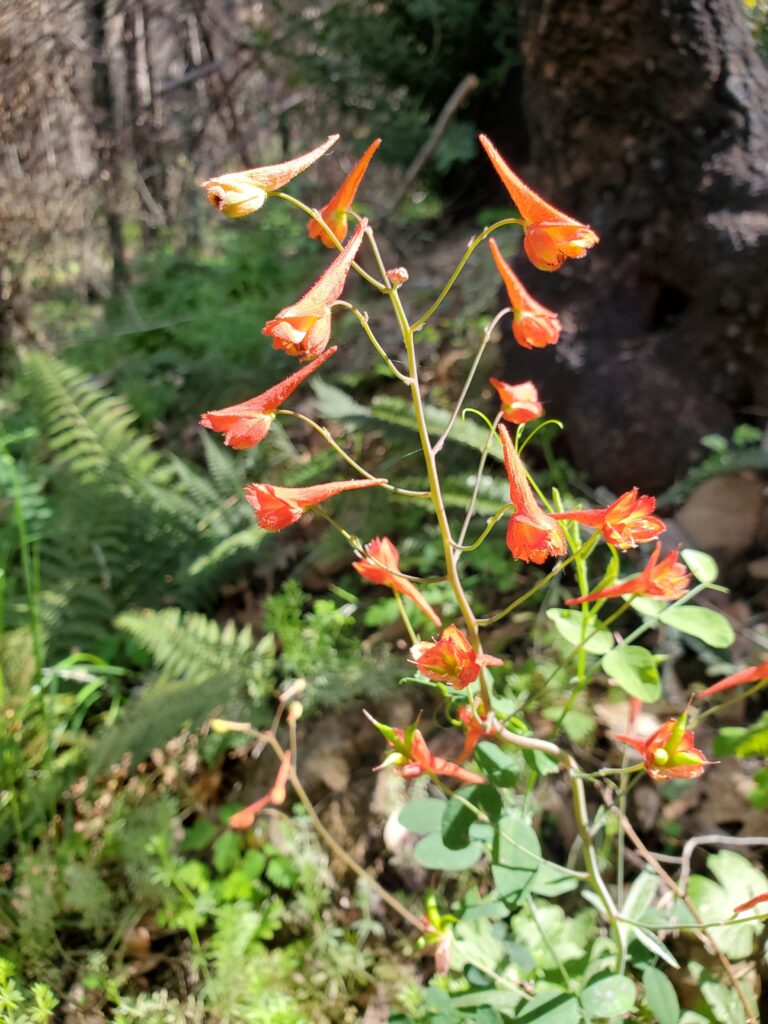 Delphinium nudicaule - red larkspur