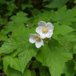 Rubus parviflorus - thimbleberry