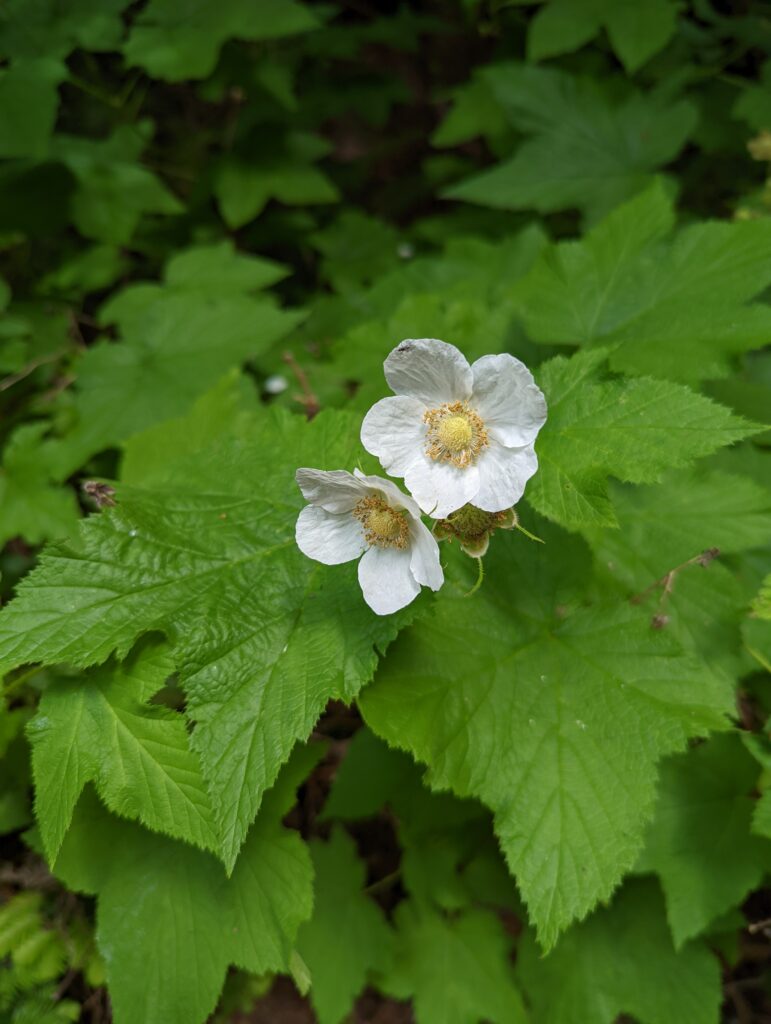 Rubus parviflorus - thimbleberry