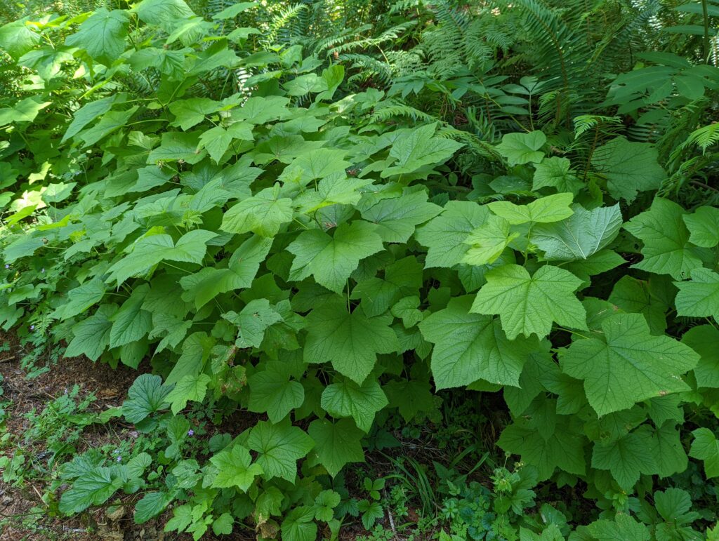 Rubus parviflorus - thimbleberry