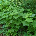 Rubus parviflorus - thimbleberry