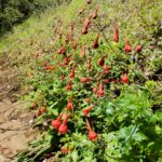 Delphinium nudicaule - red larkspur