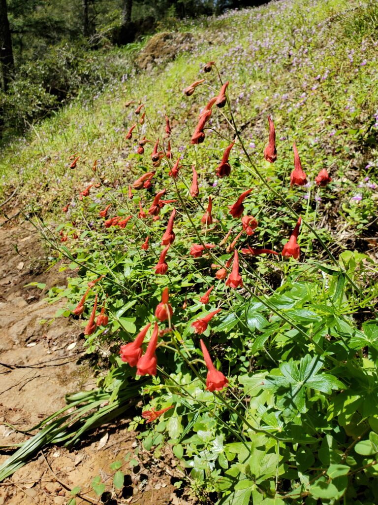 Delphinium nudicaule - red larkspur