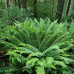 Polystichum munitum - western sword fern