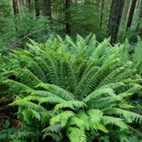 Polystichum munitum