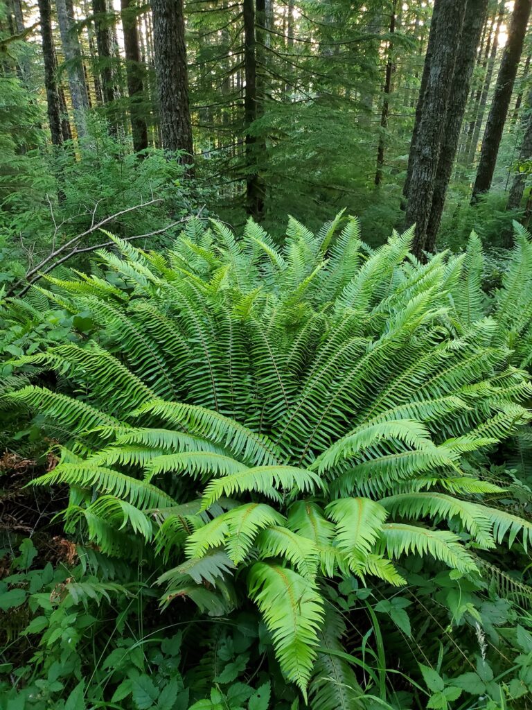 Polystichum munitum - western sword fern