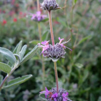 Salvia leucophylla ‘Amethyst Bluff’