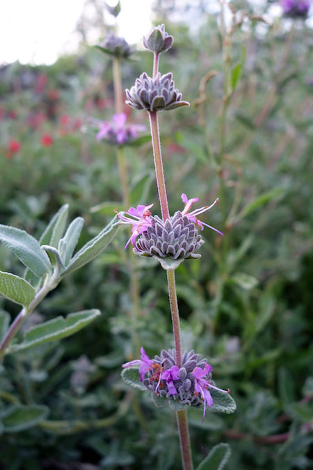 Salvia leucophylla 'Amethyst Bluff' - purple sage