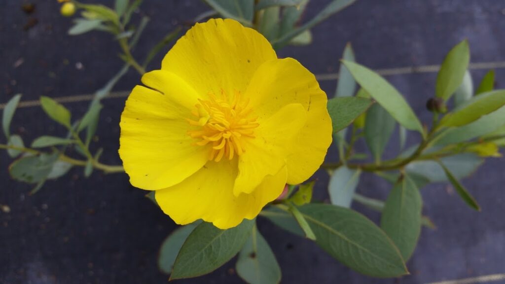 Dendromecon harfordii - island bush poppy