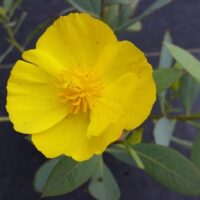 Dendromecon harfordii