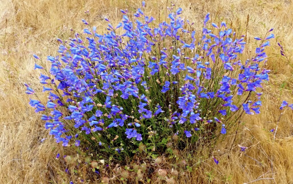 Penstemon heterophyllus - Hood Mt. seed strain - foothill penstemon