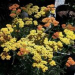 Achillea millefolium 'Terracotta' - yarrow