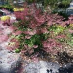 Heuchera micrantha 'Martha Roderick' - alum root