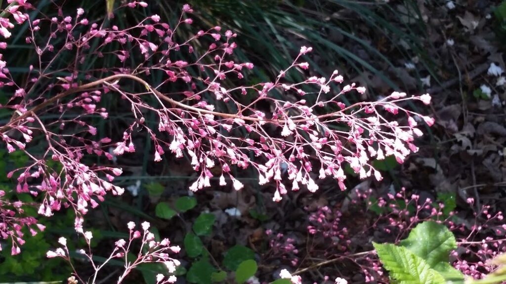 Heuchera micrantha 'Martha Roderick' - alum root