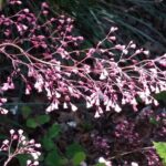 Heuchera micrantha 'Martha Roderick' - alum root