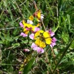 Lotus (Hosackia) formosissimus (gracilis) - coast lotus