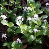 Whipplea modesta