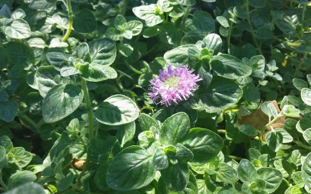 Monardella villosa ssp. franciscana 'Pomo Canyon' - coyote mint