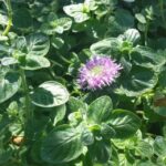 Monardella villosa ssp. franciscana 'Pomo Canyon' - coyote mint