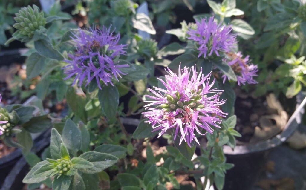 Monardella villosa ssp. villosa 'Mark West' - coyote mint