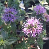 Monardella villosa ssp. villosa – Mark West seed strain ‘Mark West’