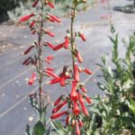Penstemon centranthifolius - scarlet buglar