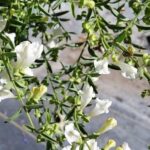 Scutellaria californica - California skullcap