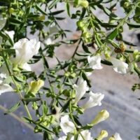 Scutellaria californica