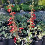 Penstemon centranthifolius - scarlet buglar
