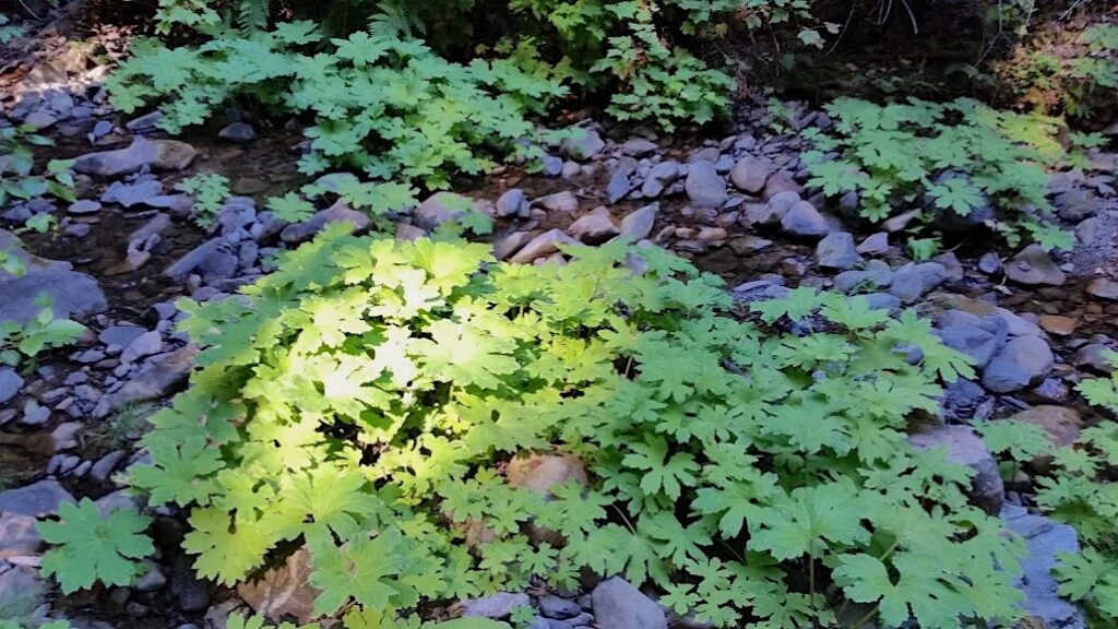 Petasites frigidus var. palmatus - western coltsfoot