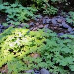 Petasites frigidus var. palmatus - western coltsfoot