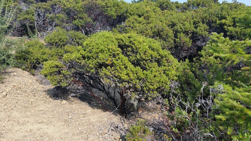 Arctostaphylos sensitiva - glossyleaf manzanita