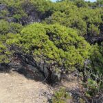 Arctostaphylos sensitiva - glossyleaf manzanita