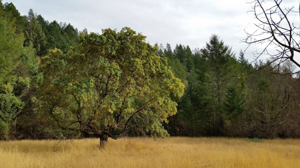 Acer macrophyllum - bigleaf maple