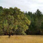 Acer macrophyllum - bigleaf maple