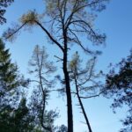 Pinus sabiniana - gray pine