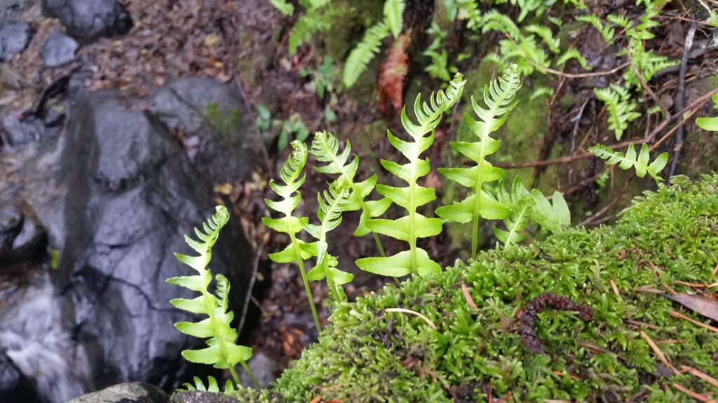 Polypodium glycyrrhiza - licorice fern