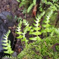 Polypodium glycyrrhiza