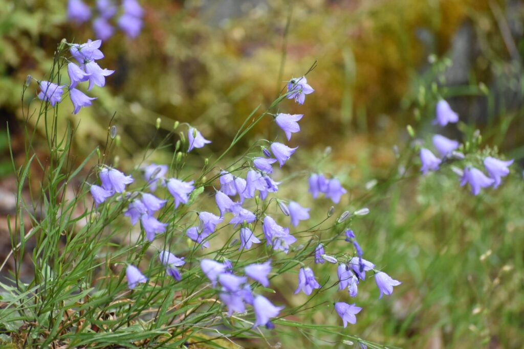 Campanula rotundifolia - harebell