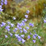 Campanula rotundifolia - harebell