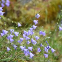 Campanula rotundifolia