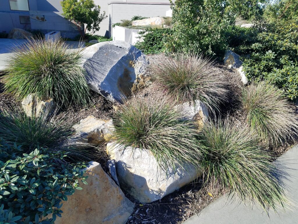 Calamagrostis foliosa - Cape Mendocino reed grass