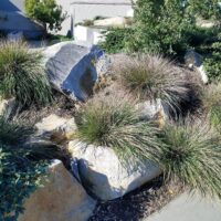 Calamagrostis foliosa