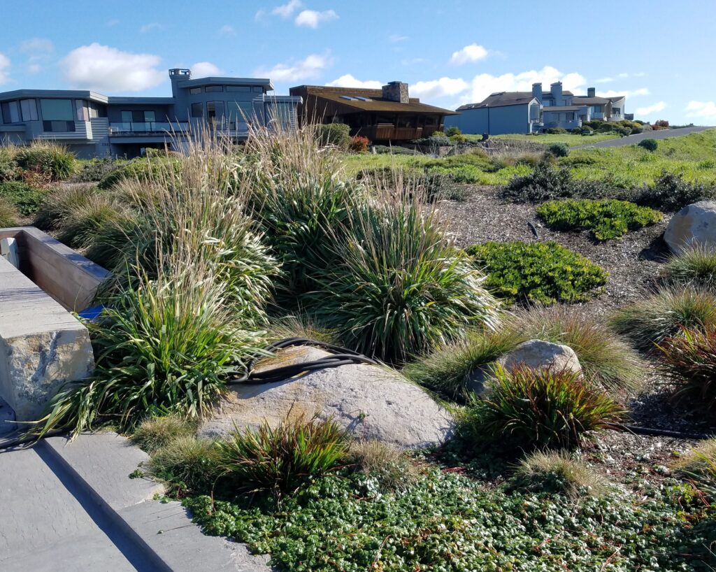 Calamagrostis nutkaensis 'The King' - Pacific reed grass