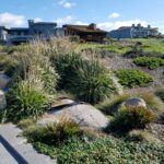 Calamagrostis nutkaensis 'The King' - Pacific reed grass