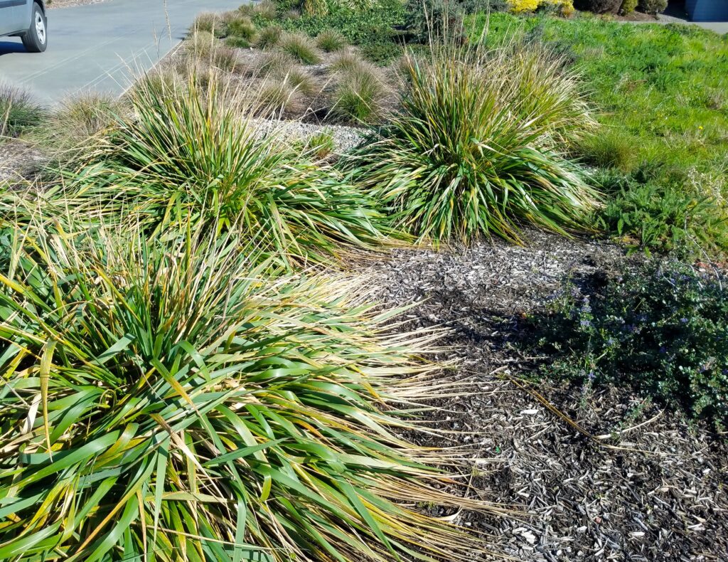 Calamagrostis nutkaensis 'The King' - Pacific reed grass